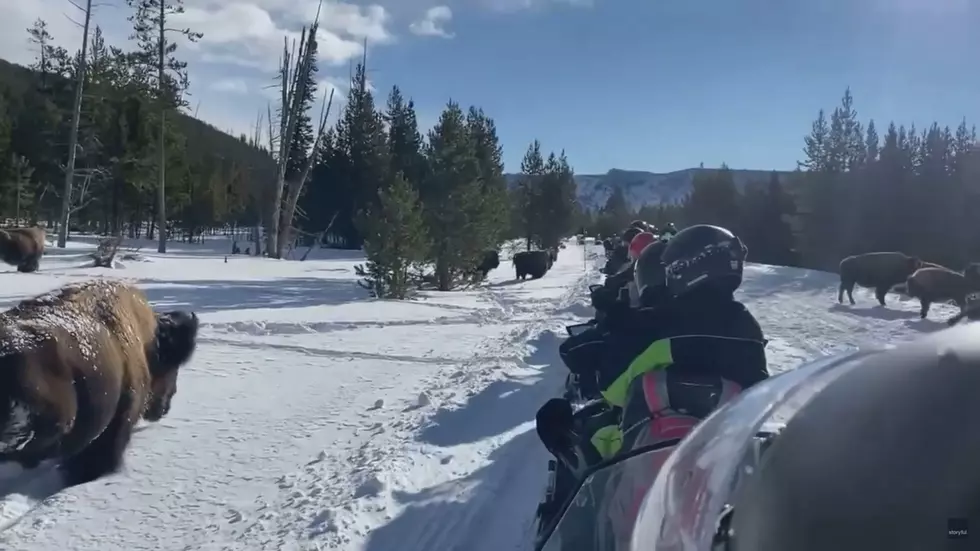 Watch Snowmobiles Tempt Fate by Taunting Yellowstone Bison Herd