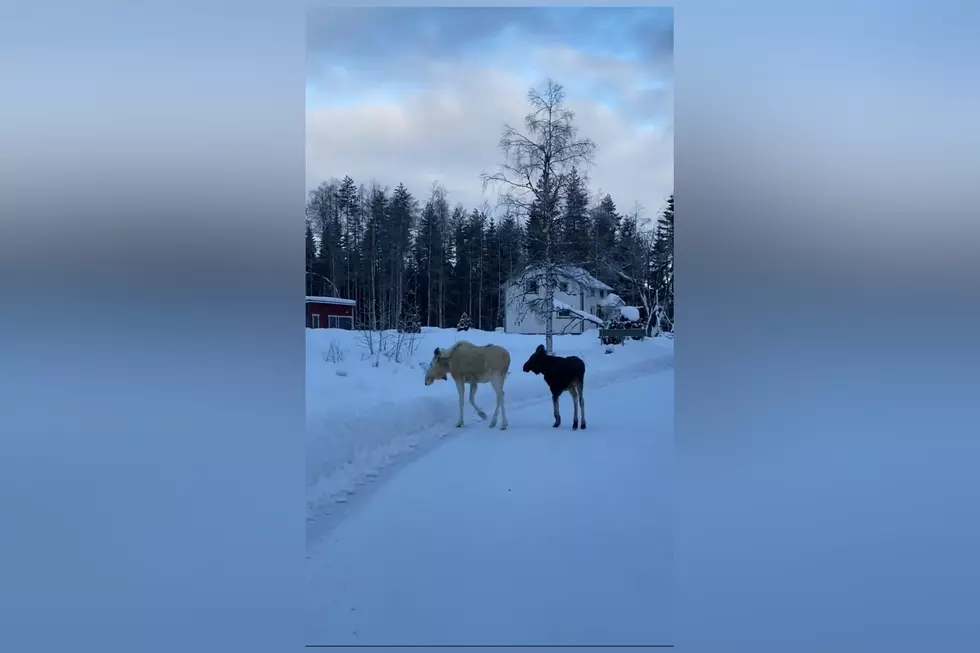 Driver Shares Video of Gorgeous White Moose Walking in the Snow