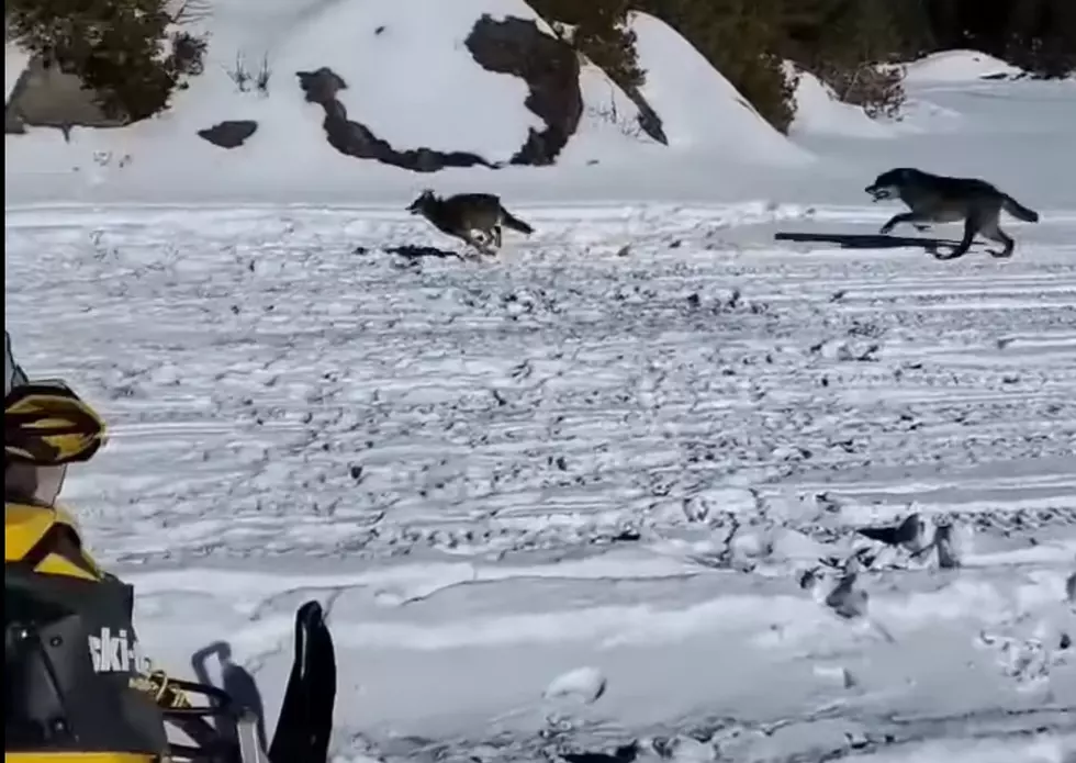 Snowmobiler Watches as a Wolf Chases Down a Coyote