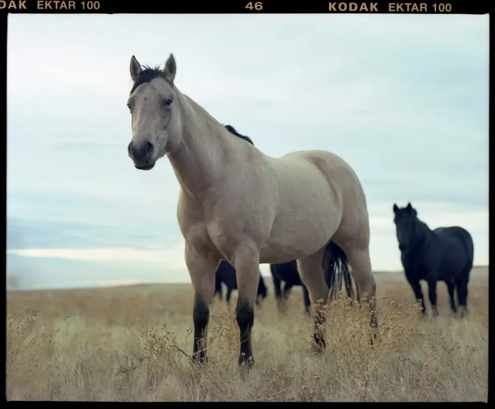 Photographer Shares Stunning Photo of Wyoming Wild Horses