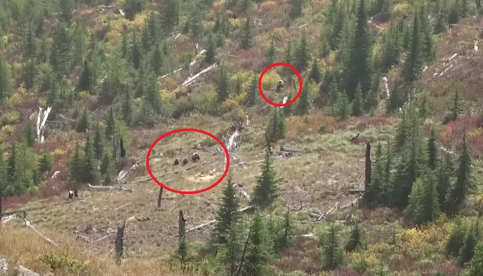 Watch a Hunter Rightly Predict 5 Grizzlies Are Gonna Run By Them