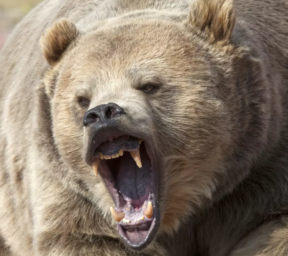 Wrestler Tries To Save Teammate From Grizzly Bear, Both Mauled
