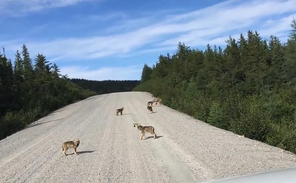 Driver Shares Video of Baby Wolves Practicing their Howling