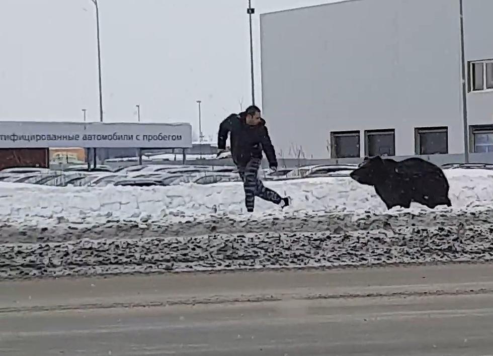 Watch Bear Chase Guy on Phone, Get Hit By Bus, Bear and Guy OK
