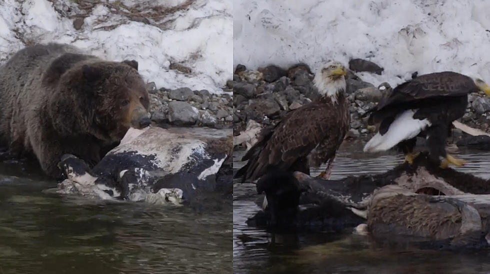 Bison Drowns in Yellowstone River, Bears and Eagles Benefit