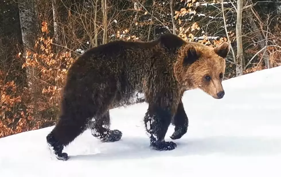 Watch This Bear Chase a Skier All the Way Down a Mountain