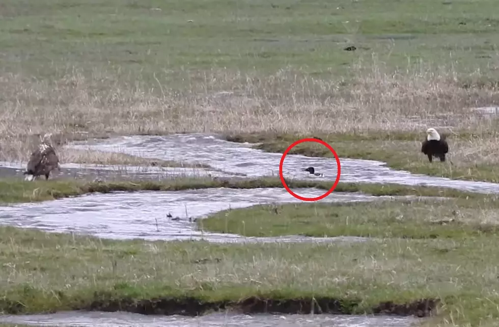 Watch a Stealthy Yellowstone Duck Avoid Capture by 3 Eagles