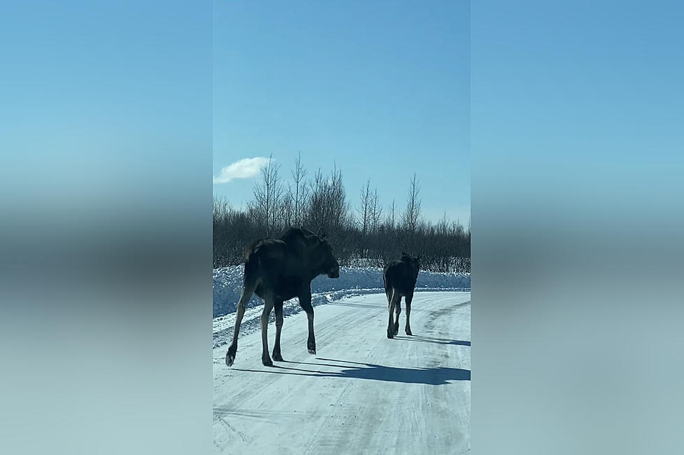 No, This Pregnant Moose Cow Doesn’t Care that You’re Late to Work