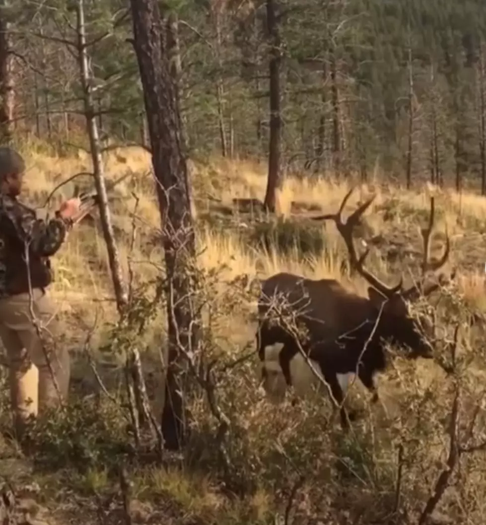 WATCH: Elk Gets Ridiculously Close To Hunter