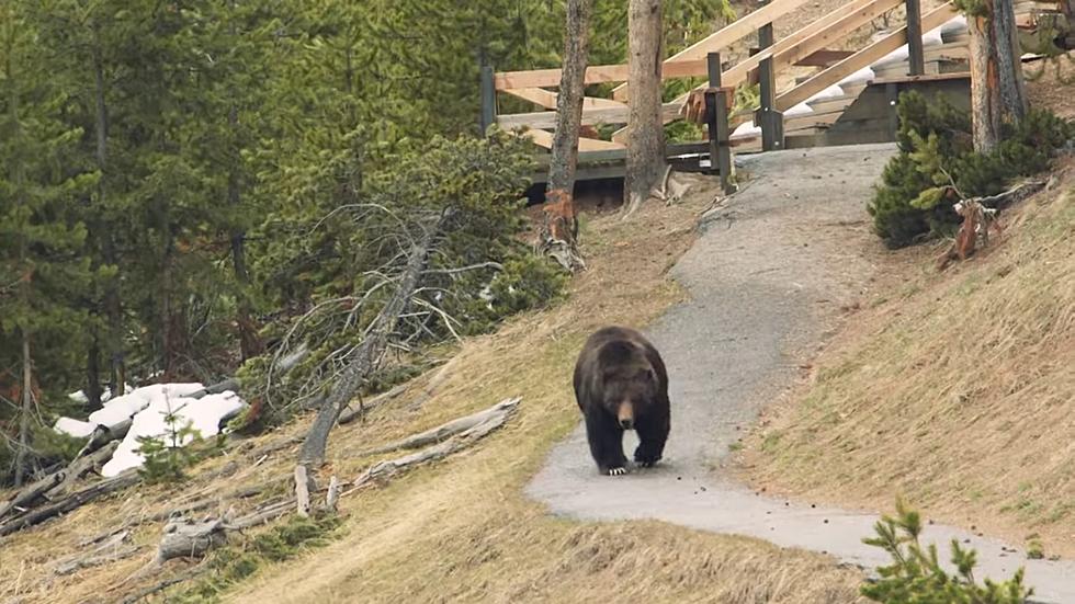 Yellowstone National Park Reports 1st Grizzly Sighting of 2021