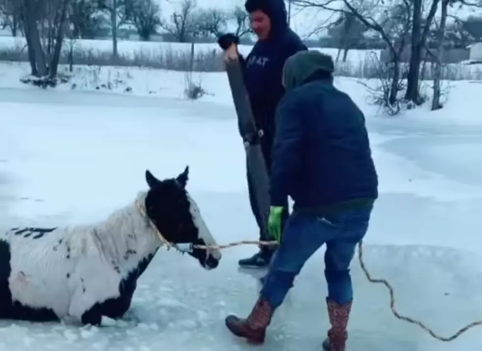 Watch Heroes Save a Young Horse Stuck in a Frozen Pond