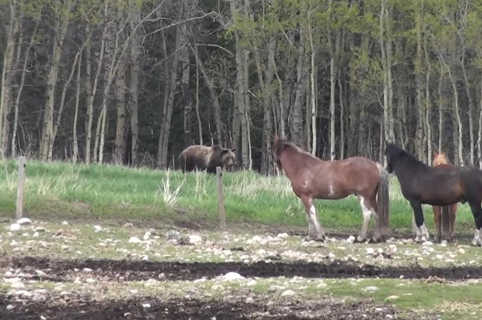 Watch Horses Herd Up to Stare Down a Hungry Grizzly