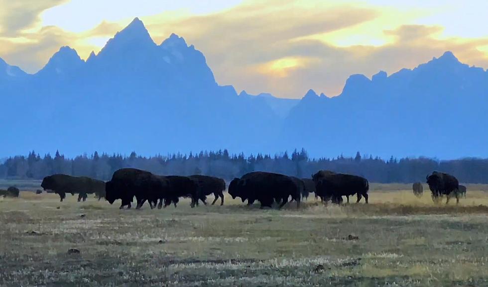 Nothing More Iconic Wyoming Than Bison Bellowing in the Tetons