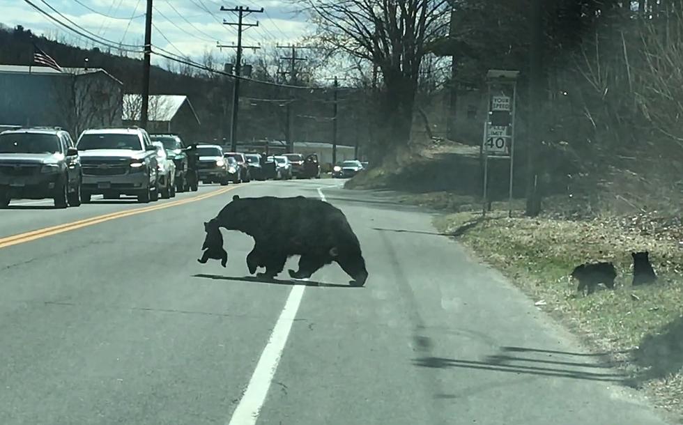 Watch a Mama Bear Struggle to Get Tiny Cubs Across a Busy Roadway