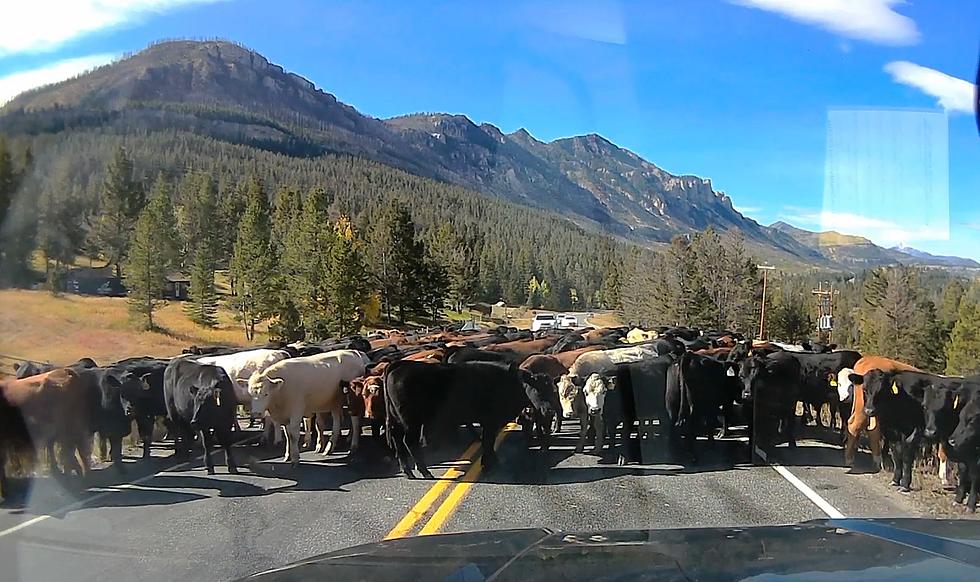Watch a Wyoming Traffic Jam That Isn't "Moo-ving" Anytime Soon