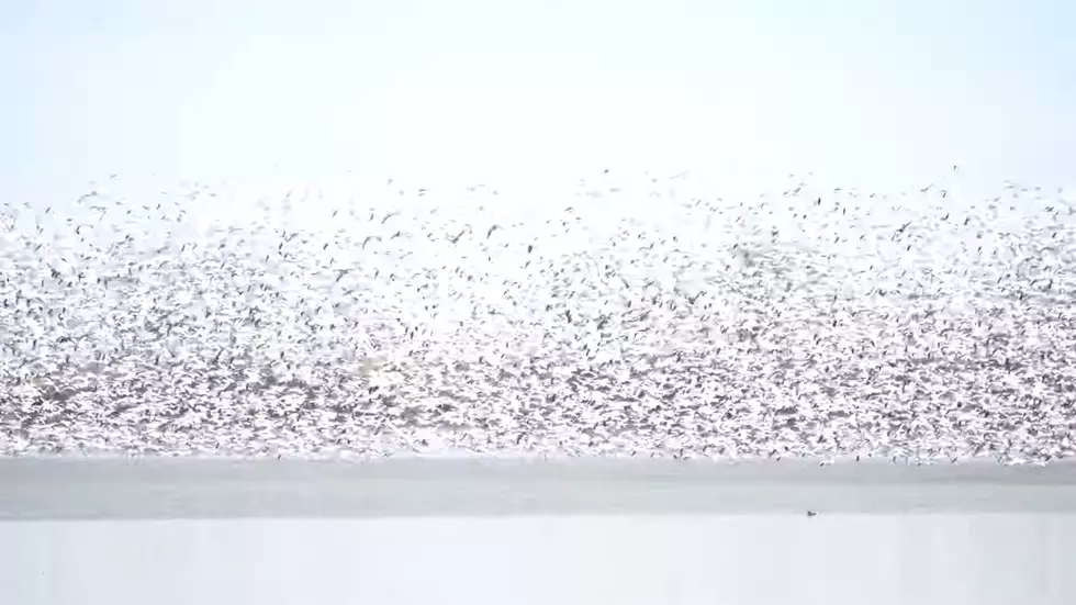 Watch Snow Geese Take Flight at Wyoming’s Bump Sullivan Reservoir