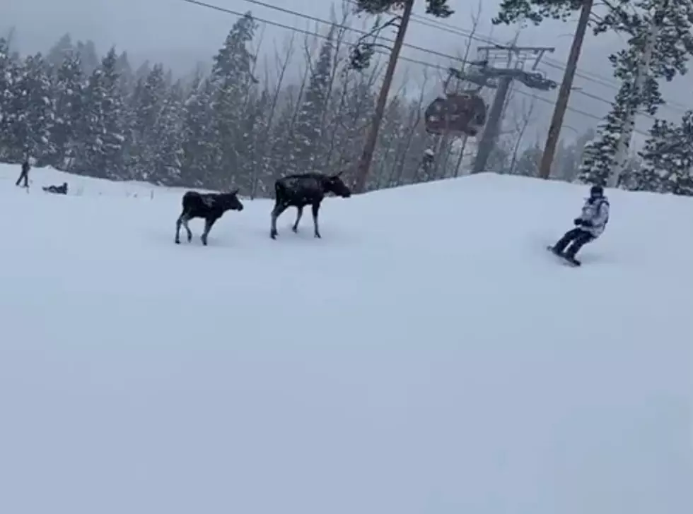 Two Moose Walk Thru Wyoming Resort, Nearly Take Out Snowboarder