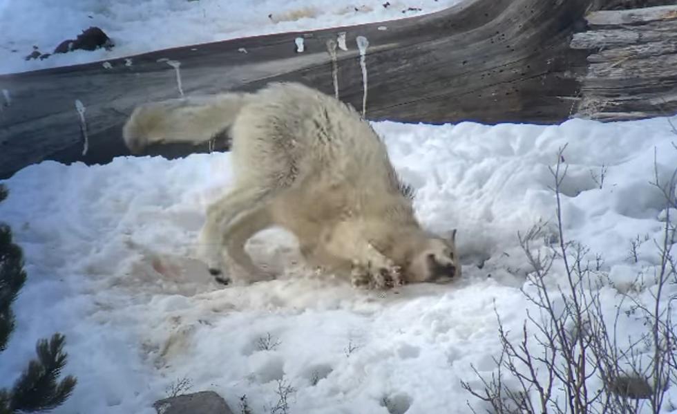 Tour Group Shares Video of Yellowstone Grey Wolf Playing in Snow