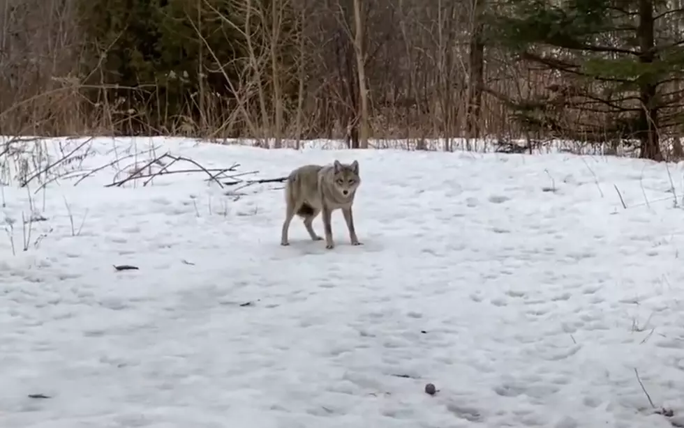 Lady Shares Video of a Wild Coyote Trying to Play with her Dog