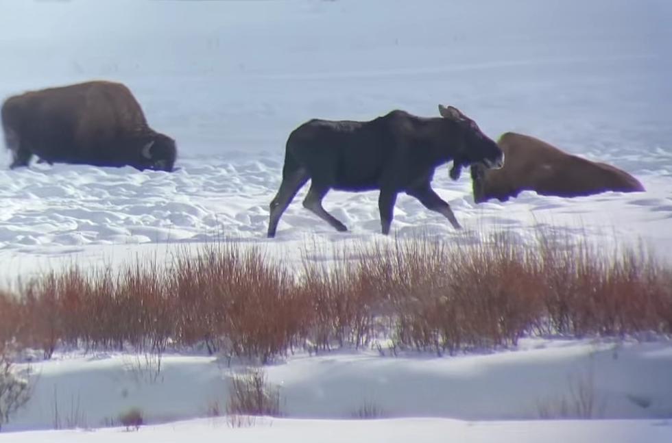 This Yellowstone Bull Moose is Mighty Proud, But Bison Don’t Care