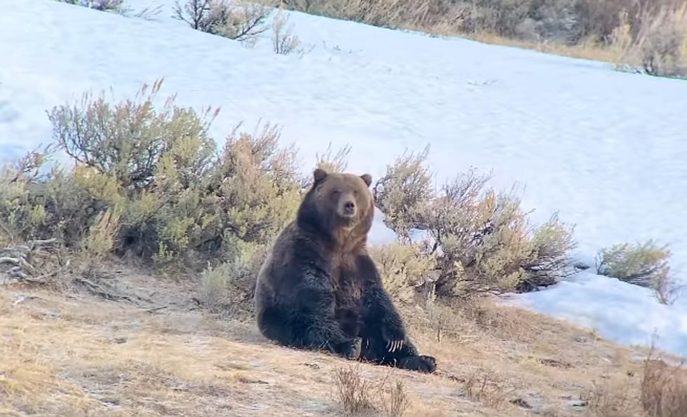 New Video Shows Yellowstone Grizzly Sitting Down, Loving Life