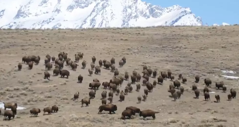 These Wyoming Bison Are All Of Us Now That Spring Is Finally Here