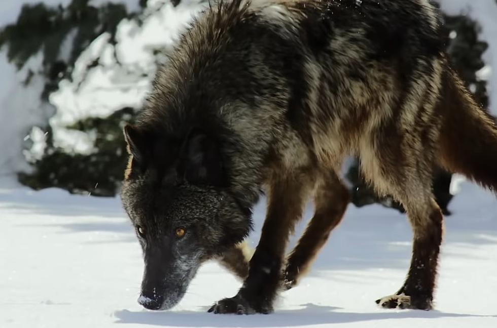 Yellowstone Flashback: When a Black Wolf Became a TV Star