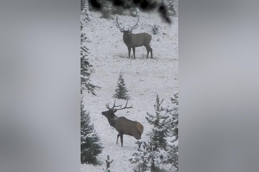 Hunter Shares Video of 2 Majestic Bull Elk He Saw in the Bighorns
