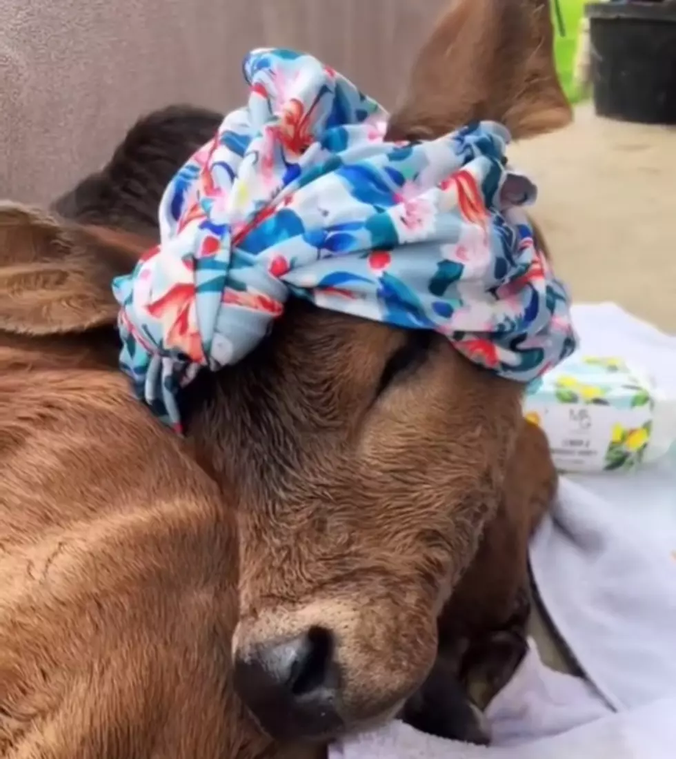 Yes, Cow Spa Days ARE A Thing…And It’s Adorable