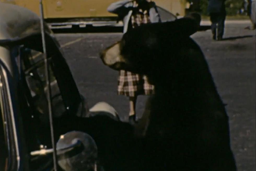 Family&#8217;s 1950&#8217;s Yellowstone Video Shows Hand-Feeding of Bears