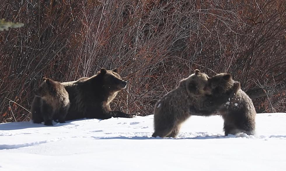 A Remote Wyoming Tiny House Got Visited By Grizzly 399 and Cubs