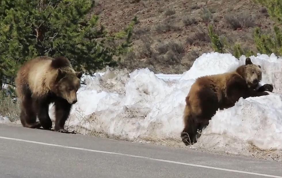 Watch Grizzly 610 and Cubs Play in a Grand Teton NP Snow Bank