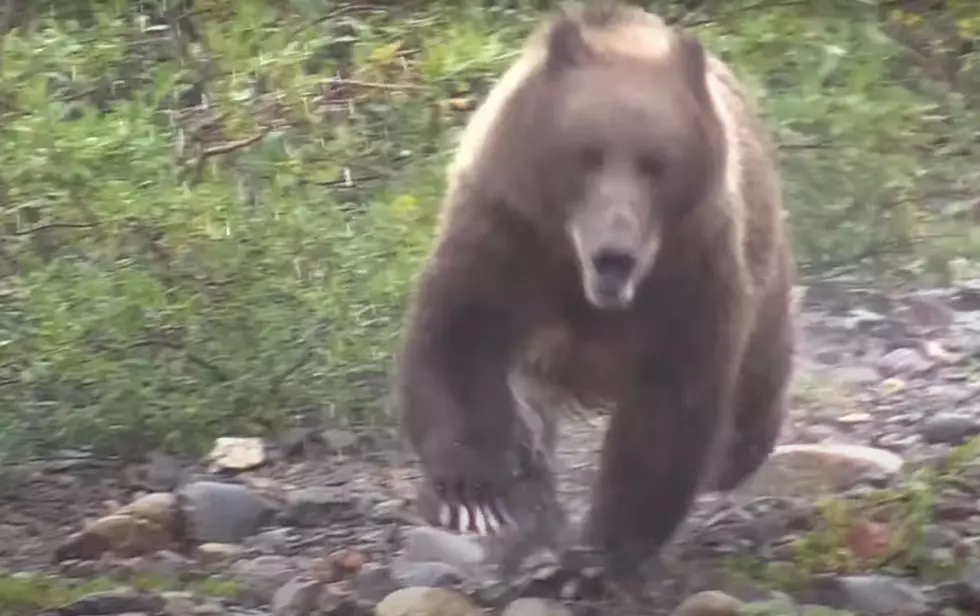 Guy in Pickup Shares Video of Huge Grizzly Running Right at Him