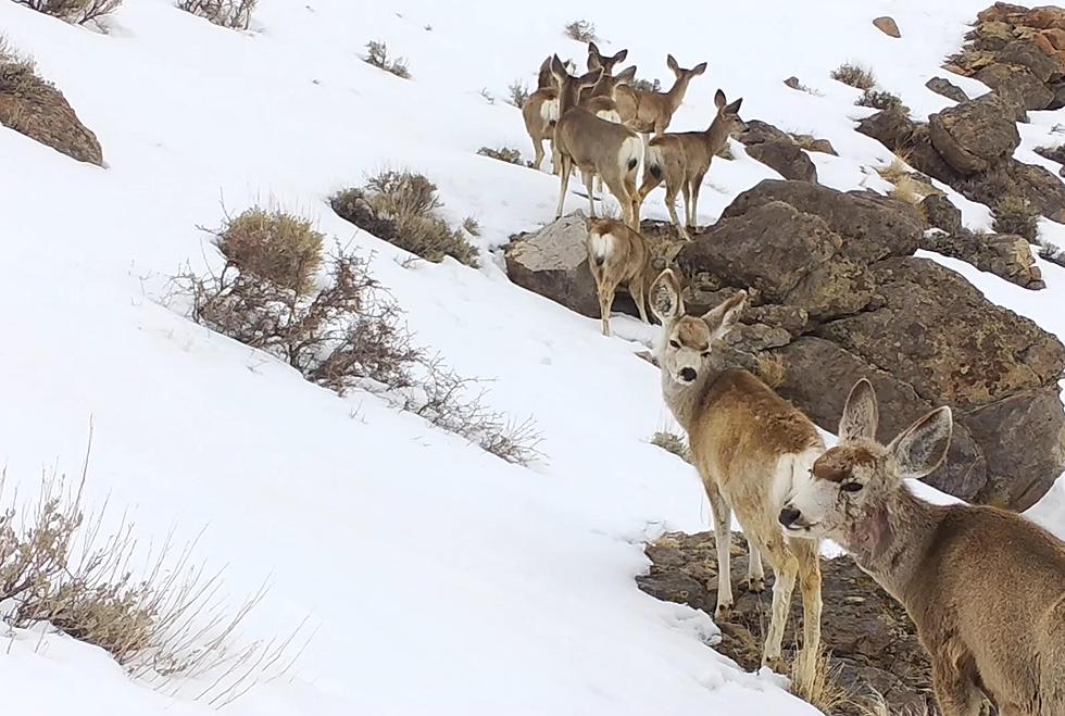 Wyoming Game and Fish’s Newest Trail Cam Video is Deer-Palooza
