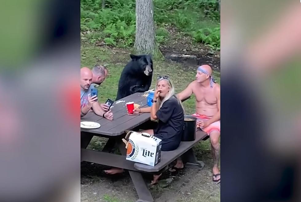 Watch Rednecks Having a Picnic Get Joined by a Hungry Bear