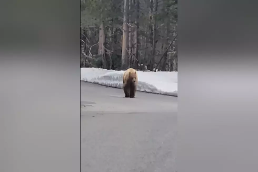 Runner in Grand Teton NP Shares Video of Being Chased by a Bear