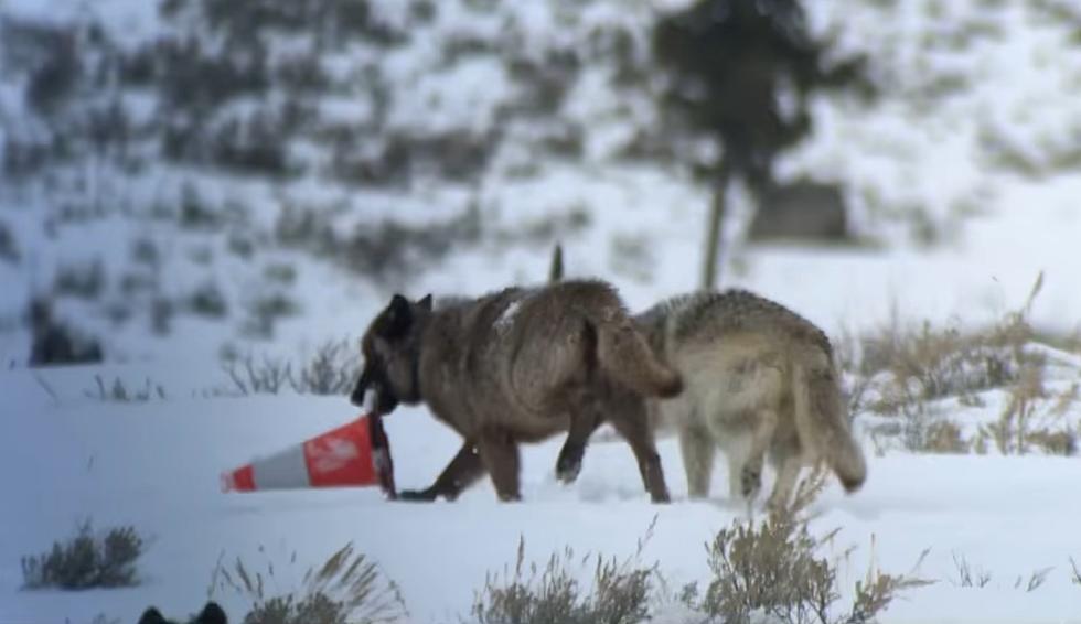 Yellowstone Wolf Pack Caught on Video Playing with Traffic Cone