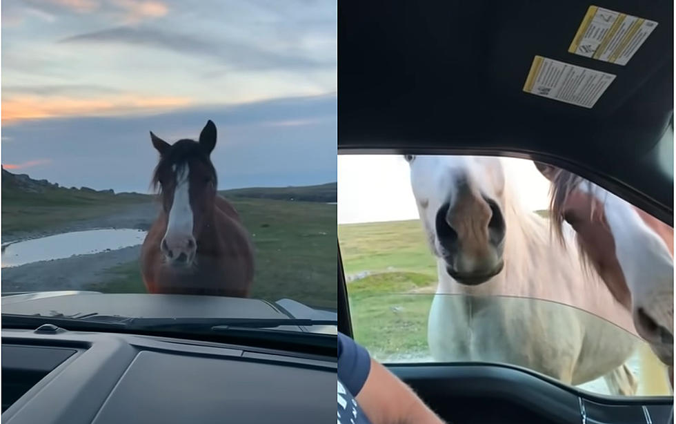 Car Unable to Move Because It’s Surrounded by Horses