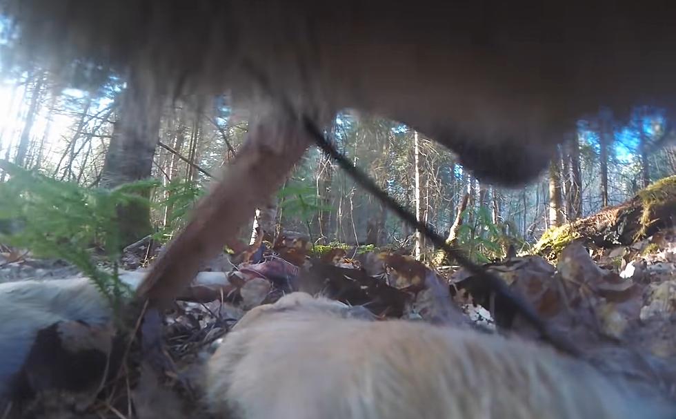 They Put a Collar Camera on a Wild Wolf and…It Didn’t Go Well