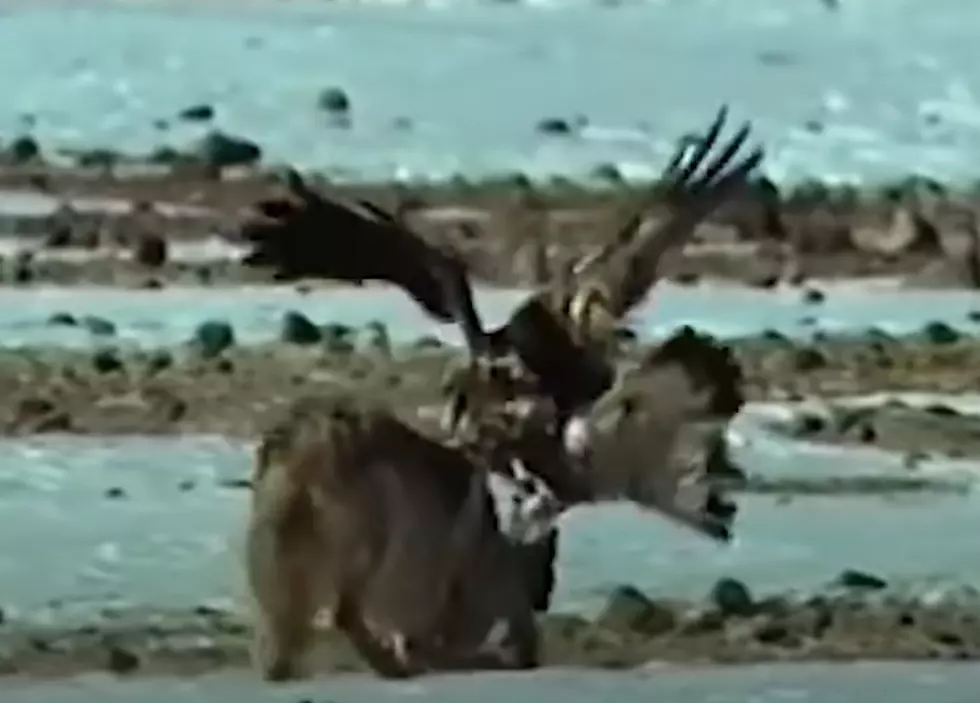 Watch a Wolf Get Taken Down Big Time by an Eagle (Graphic Video)