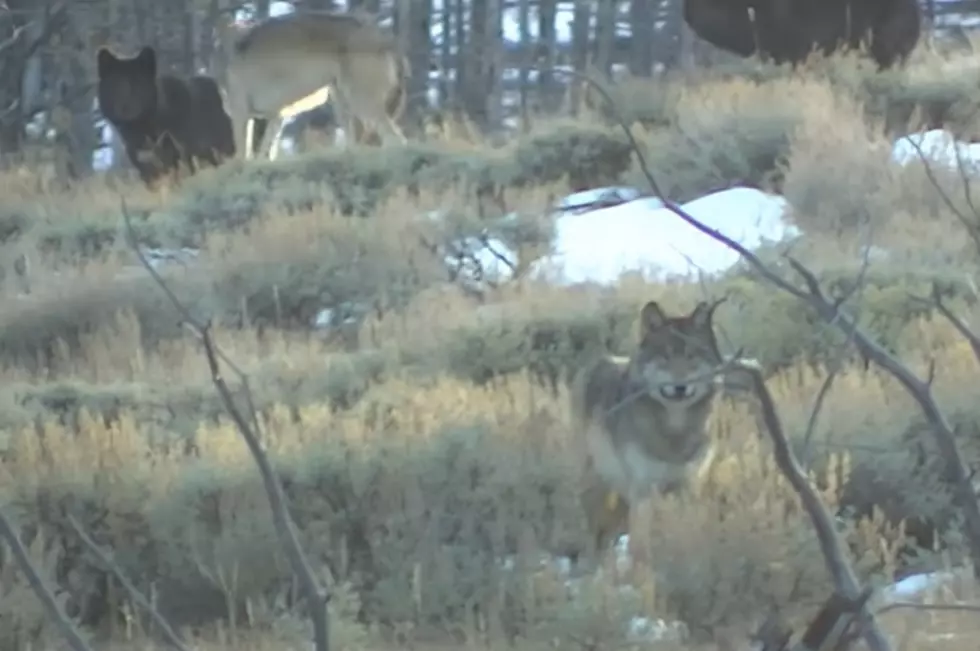 Watch Hunters Realize They&#8217;re Being Stalked by Wyoming Wolves