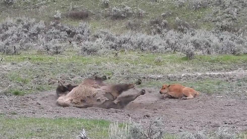 Watch a Mama Bison Teach a Baby Bison How to Take a Dirt Bath