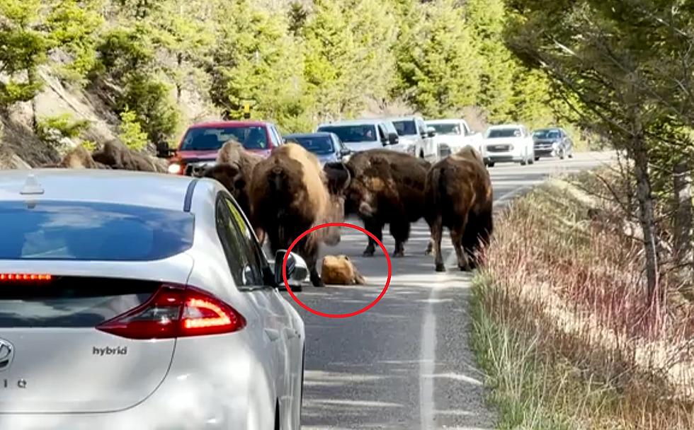 Traffic in Yellowstone Stopped by a Baby Bison that Needed a Nap
