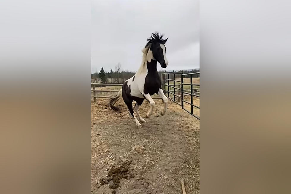 Watch a Mare Throw a Fit When Her Colt Boyfriend Leaves