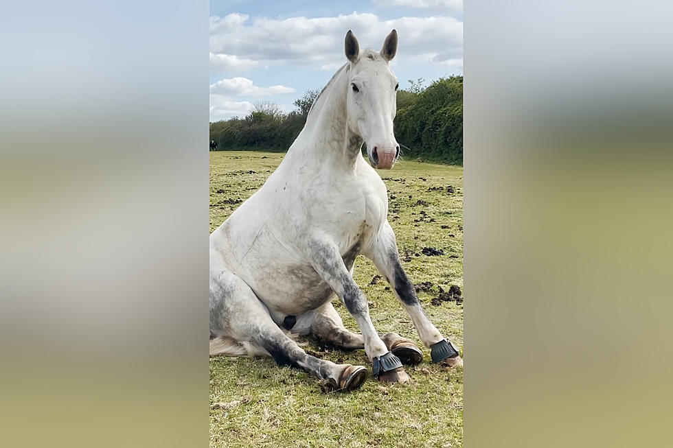 This Horse Named Monty Isn’t Getting Up and You Can’t Make Him