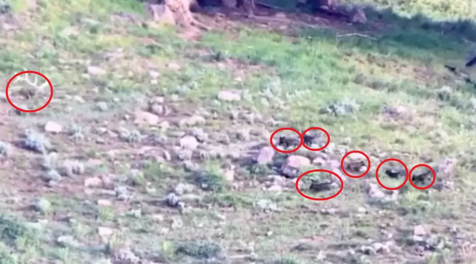 Video Shows New Pups in Yellowstone&#8217;s Junction Butte Wolf Pack