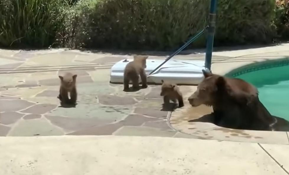 This Mama Bear Is Every Mother Trying To Relax In The Bath