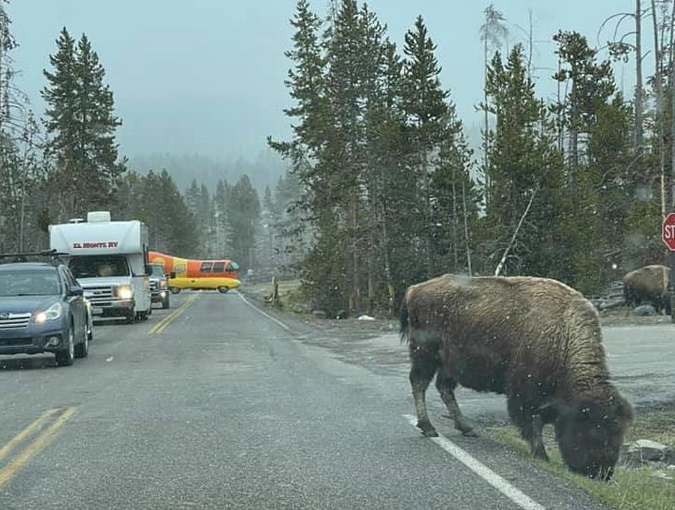 Oscar Meyer Weiner Mobile Photobombed a Bison in Yellowstone