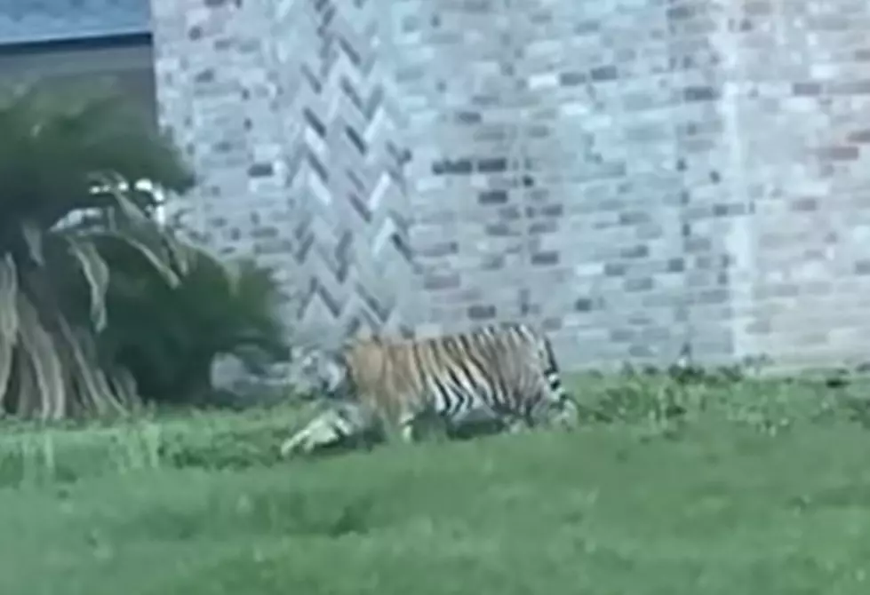 A Tiger Was Loose In Texas, Could The Same Thing Happen In Wyoming?