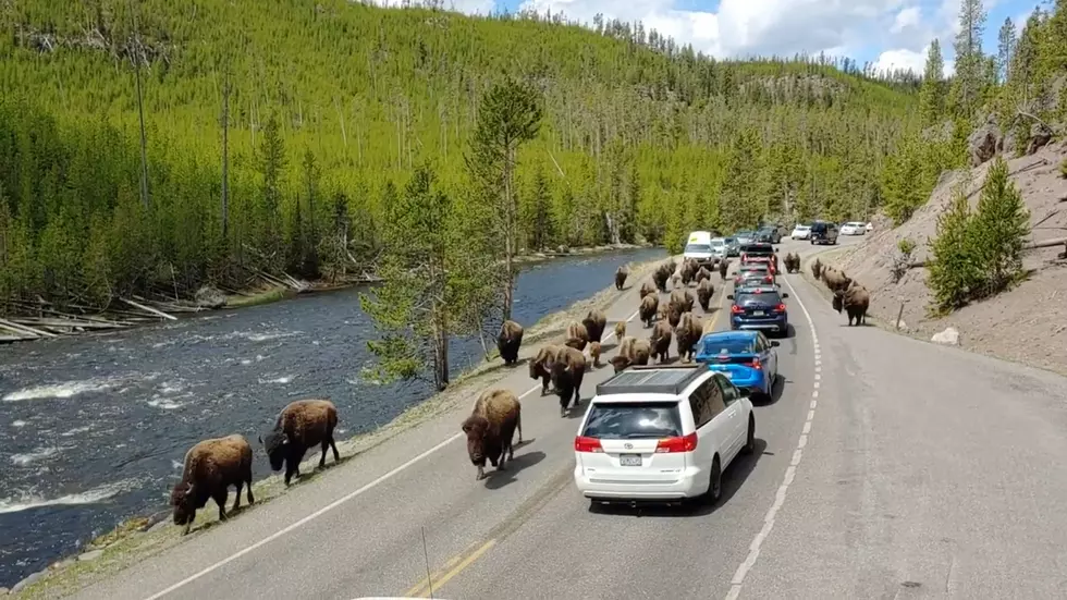 Only in Wyoming: Guy’s Lunch is Interrupted By a Bison Herd